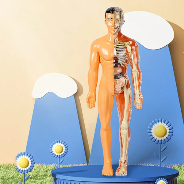 3D Human Body Torso Model for Kid Anatomy Model Skeleton